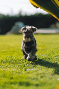 Foto Schnauzer pequeño