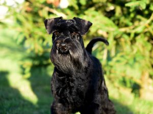 Perro Schnauzer negro