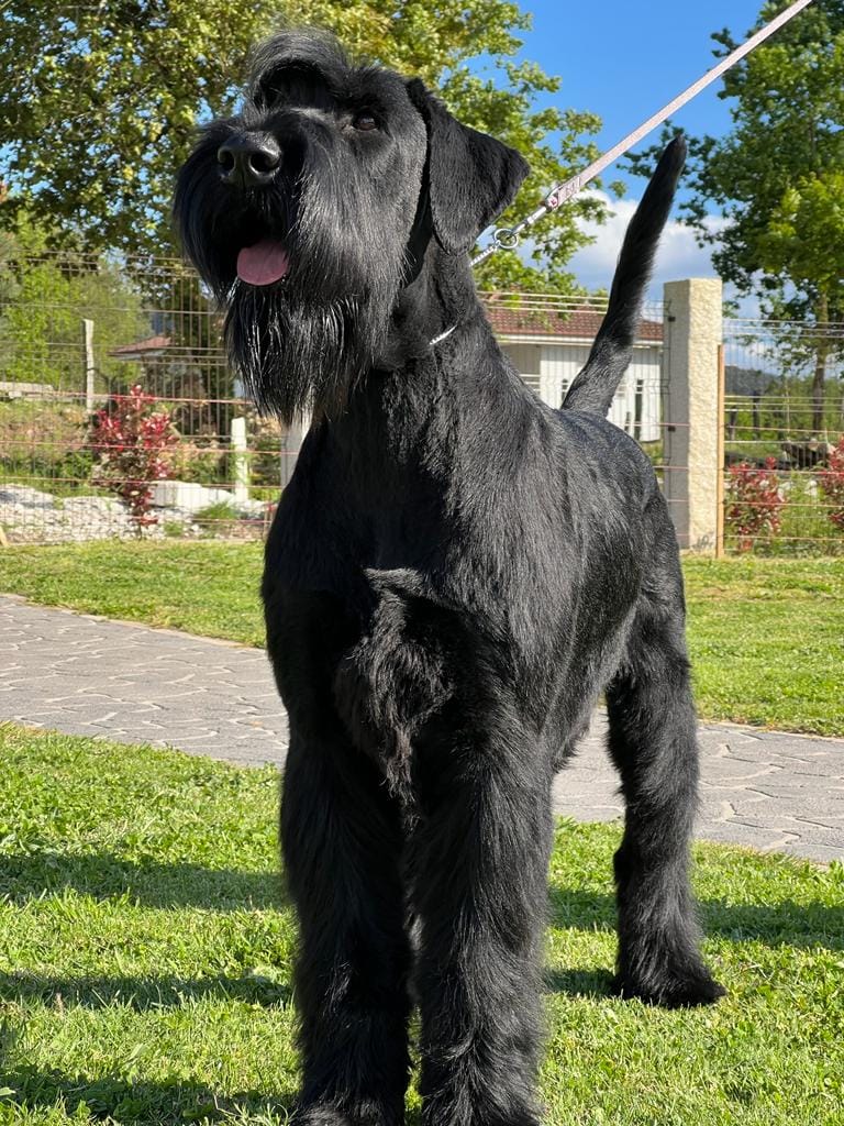 Schnauzer Gigante