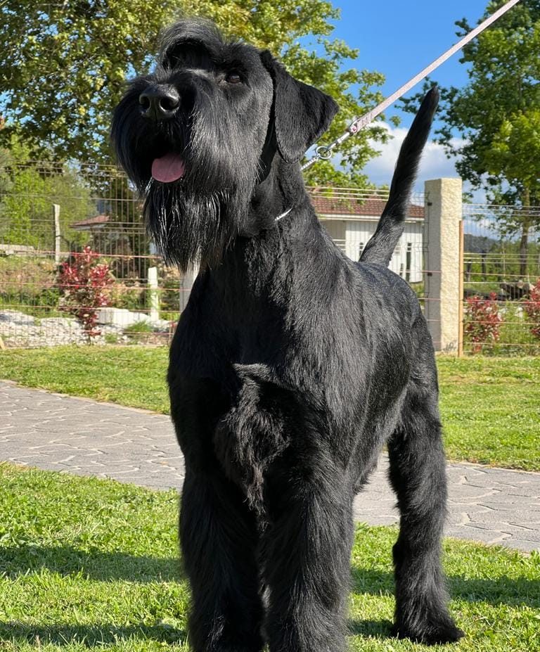 Foto Schnauzer Gigante