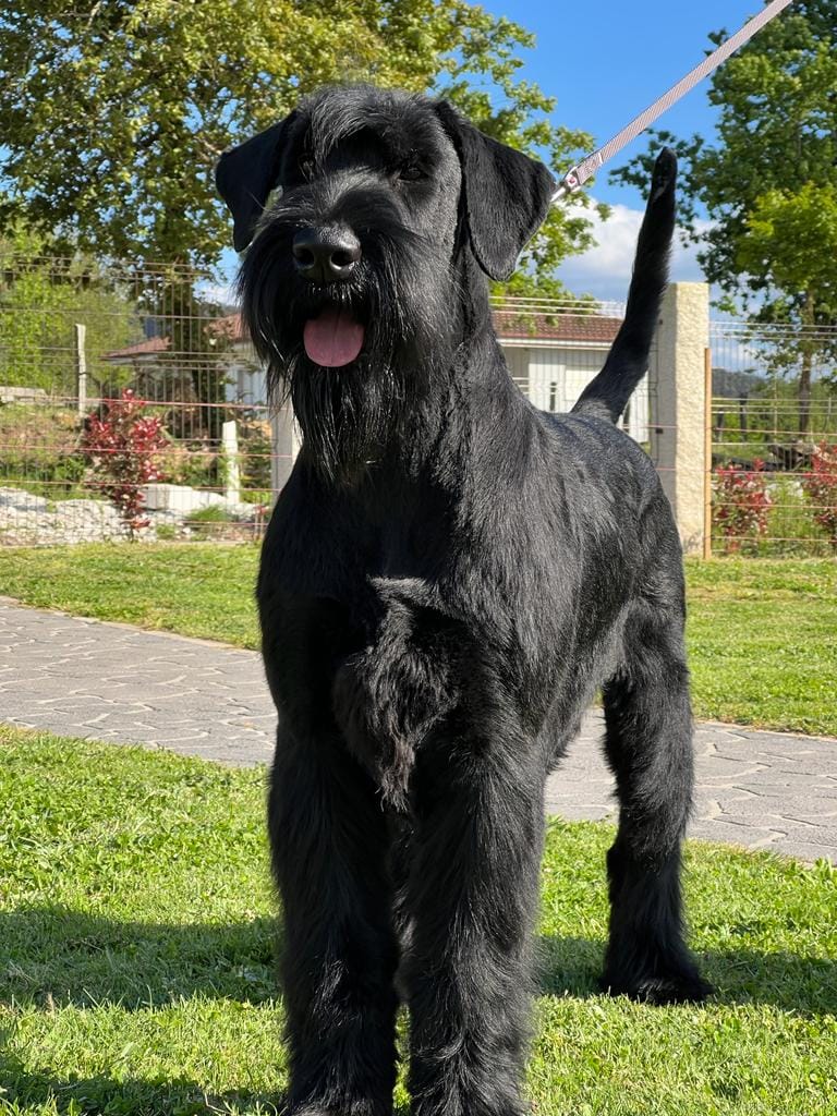 Foto Schnauzer Gigante Negro
