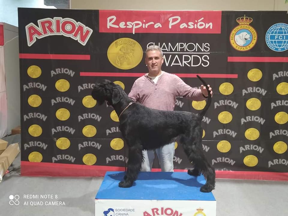 Premios Schnauzer Gigante Negro Concurso