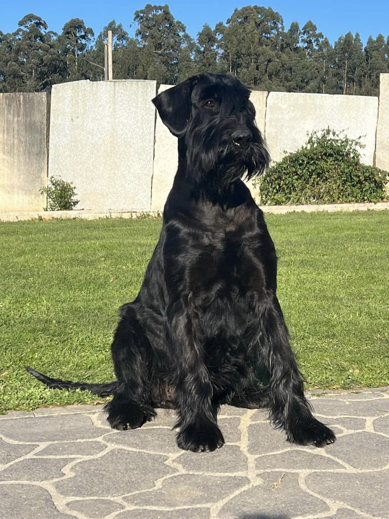 Foto de Schanuzer Gigante Negro