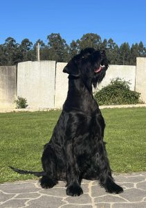 Foto Schnauzer Gigante Negro