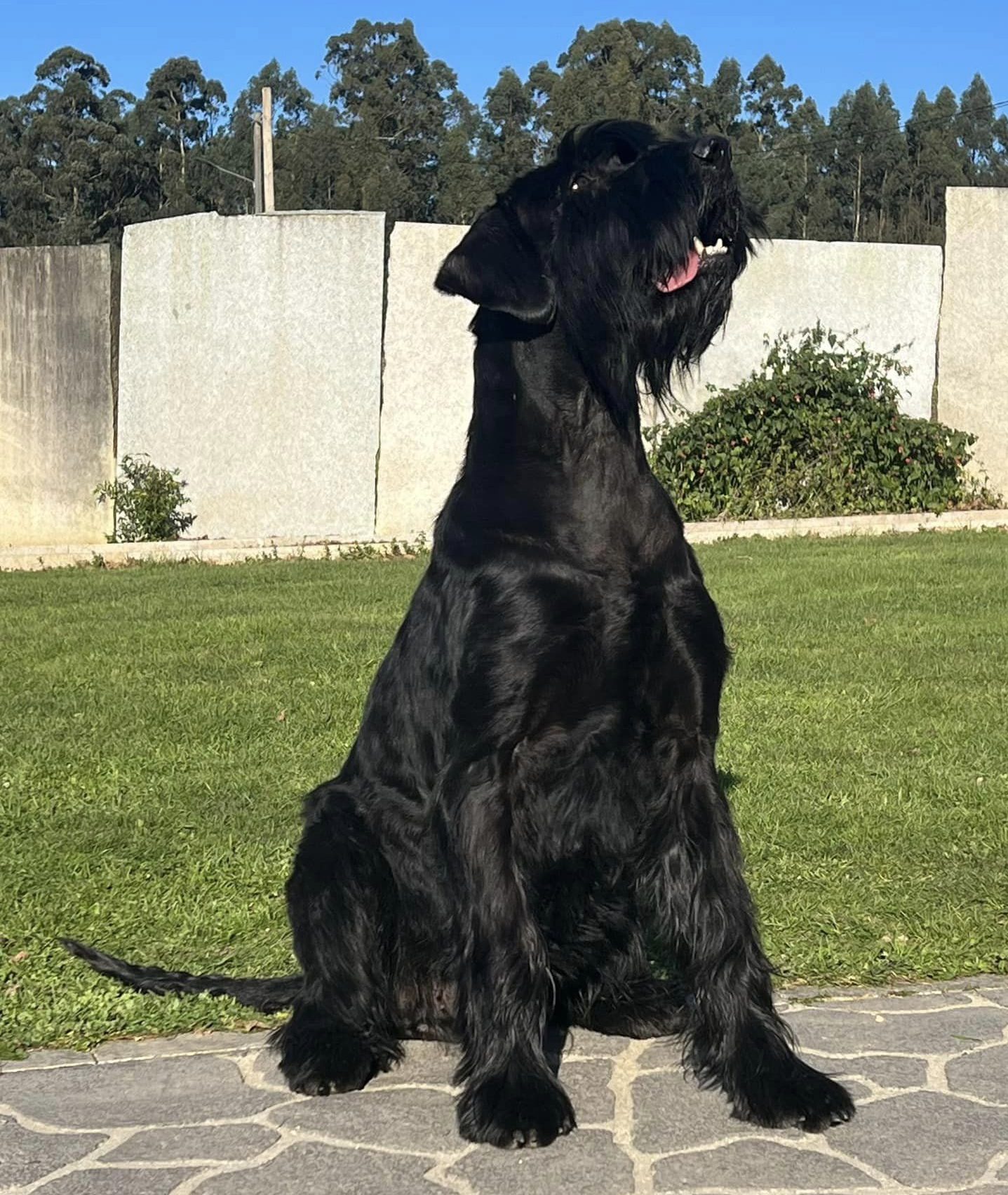 Foto del criadero de Schnauzer Gigante