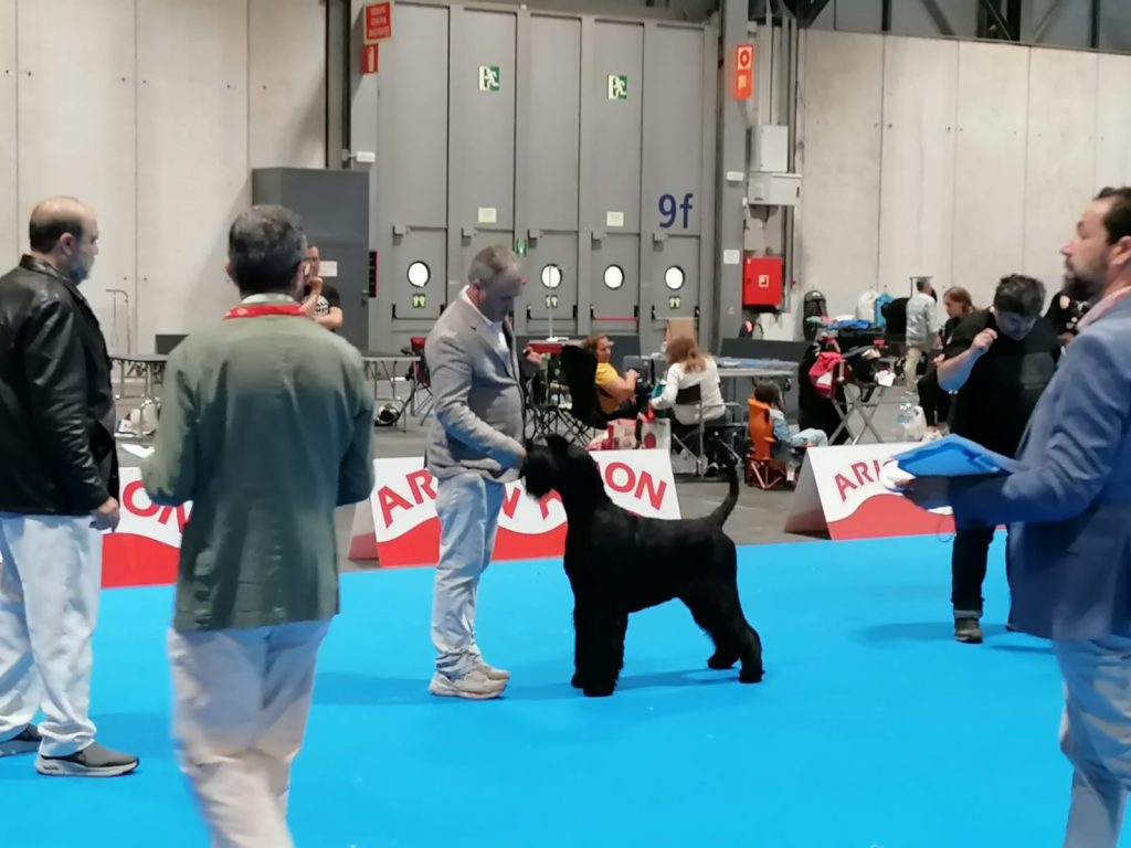 Competición Schnauzer