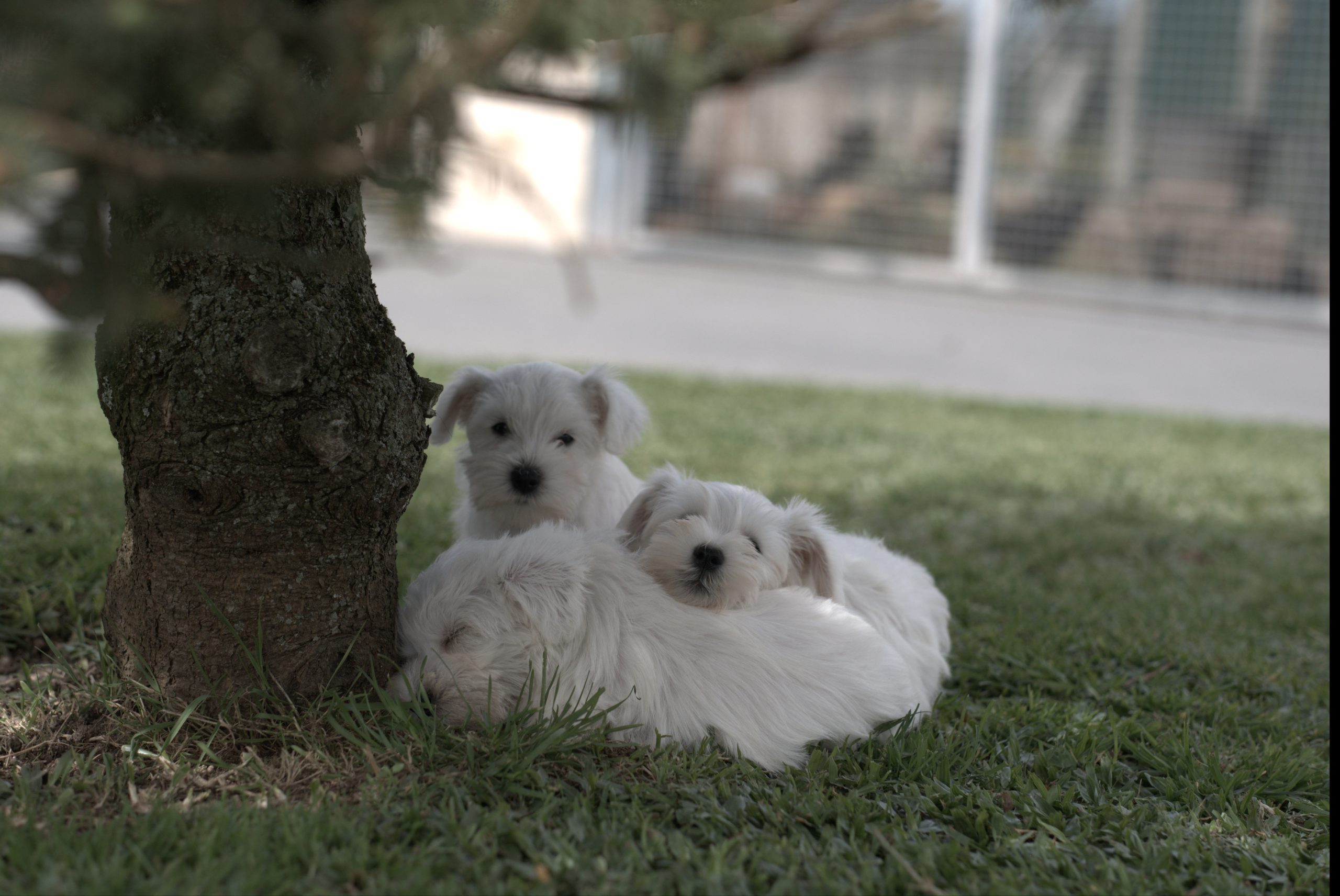 Crias de Schnauzer Cachorros