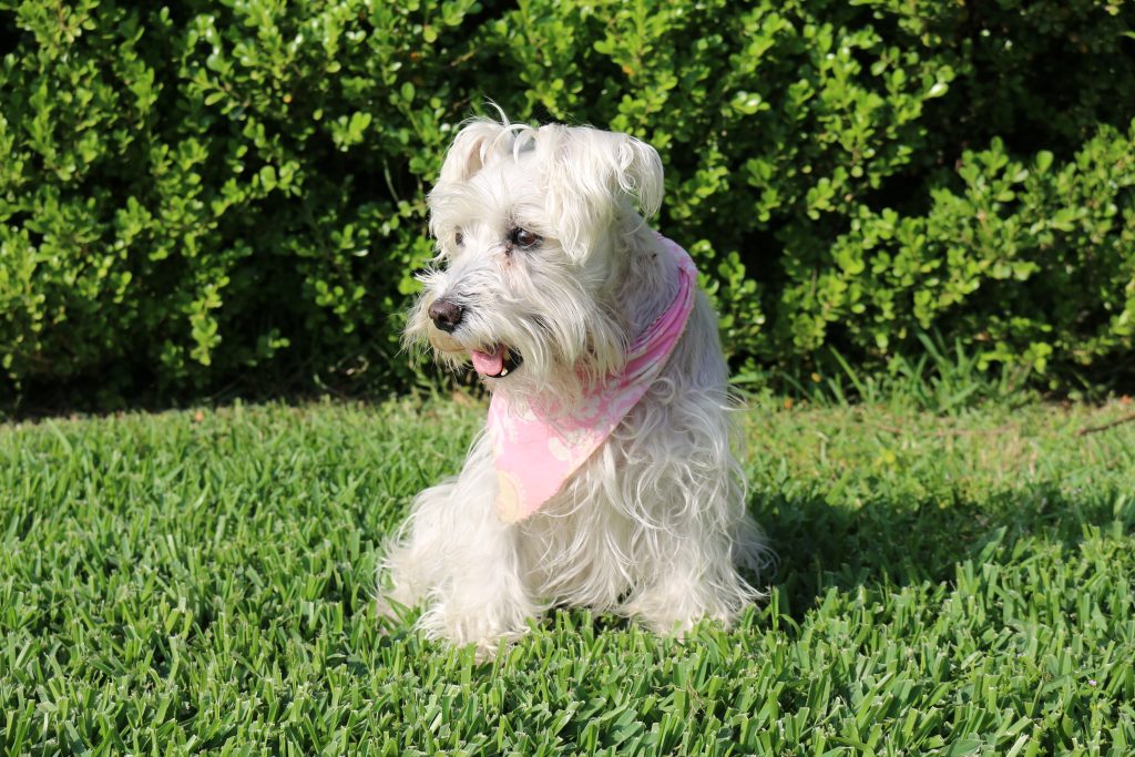 ¿Dónde encontrar Schnauzers de calidad?