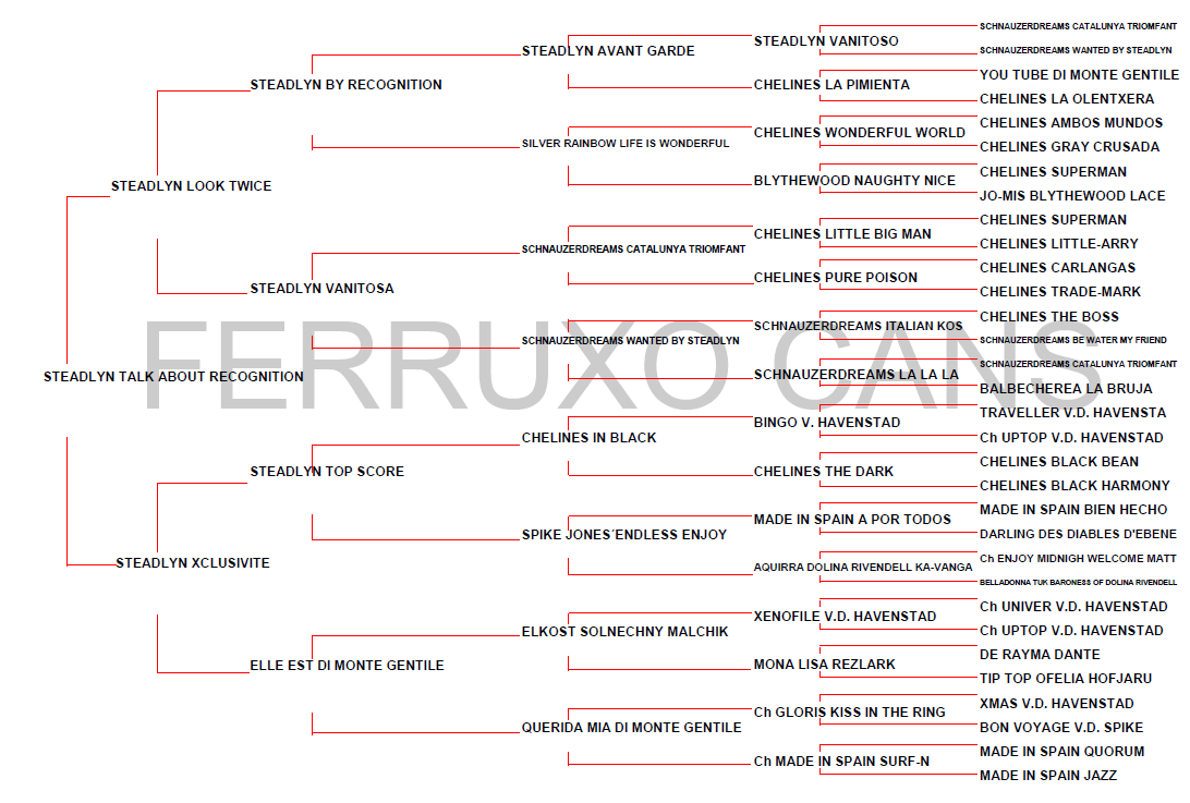 Genealogico Steadlyn