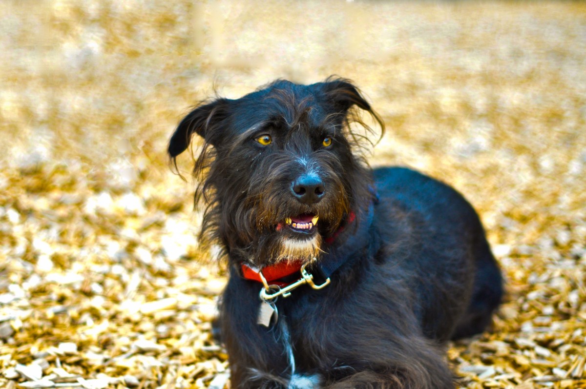 Guía de criadores de Schnauzer en Pontevedra y sus características