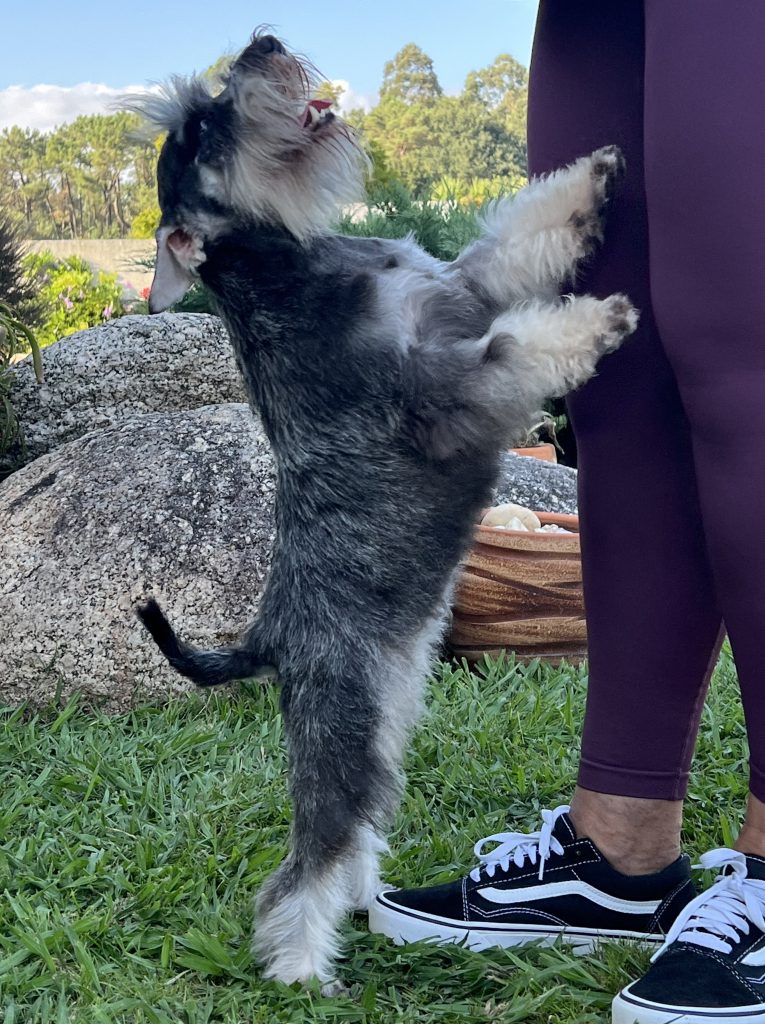 Foto perro Schnauzer sal y pimienta