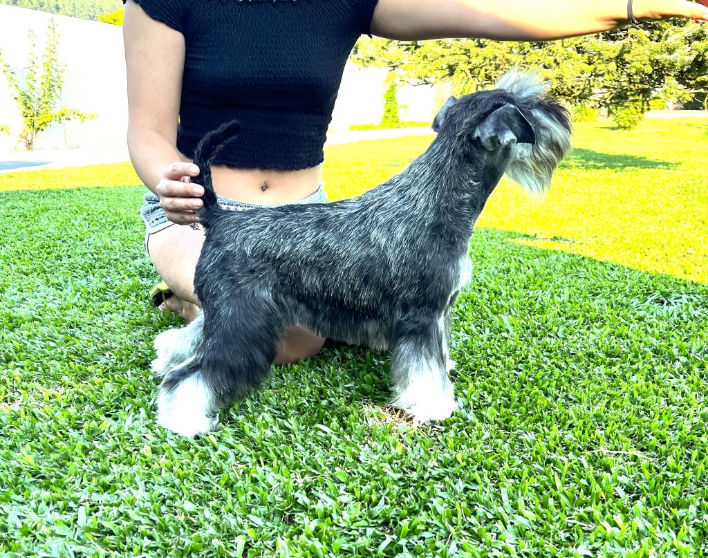 Foto Schnauzer sal y pimienta
