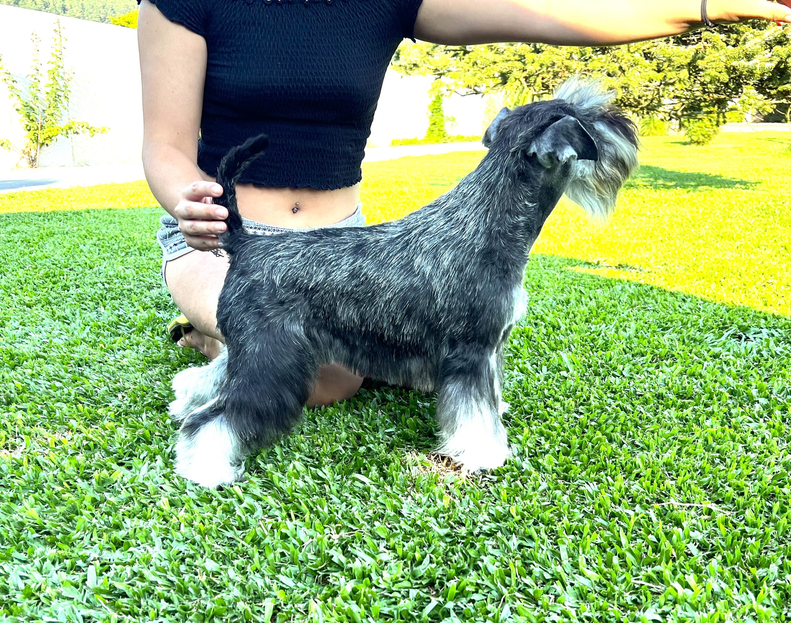 Foto Schnauzer sal y pimienta