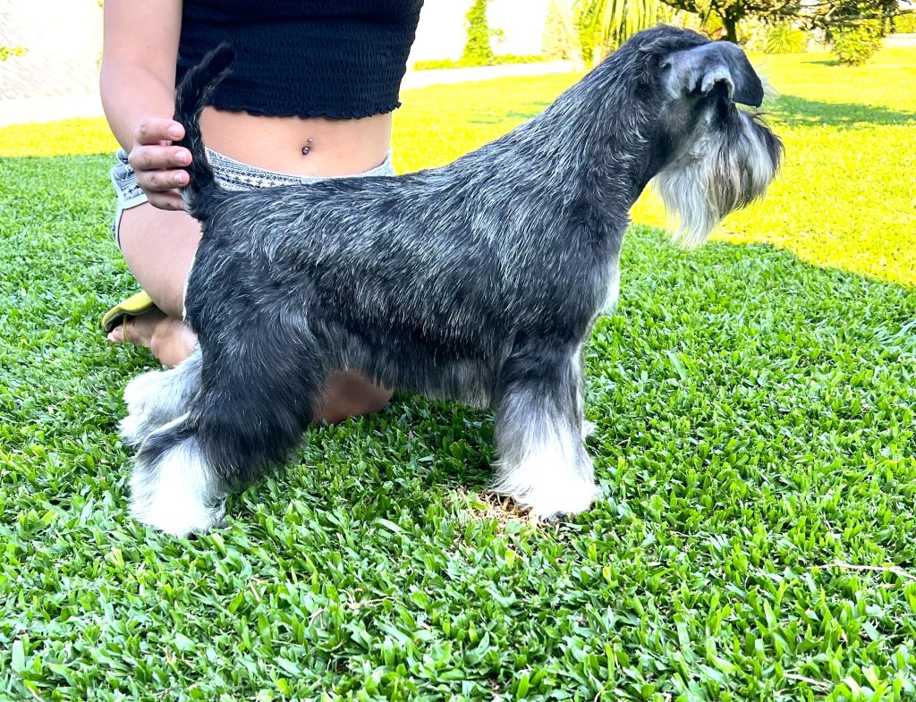 Foto perro Schnauzer color Gris