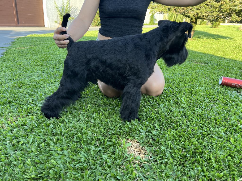 Foto del criadero de Schnauzer pequeño