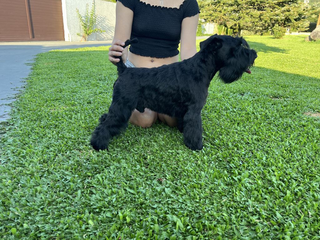 Foto perro Schnauzer pequeño