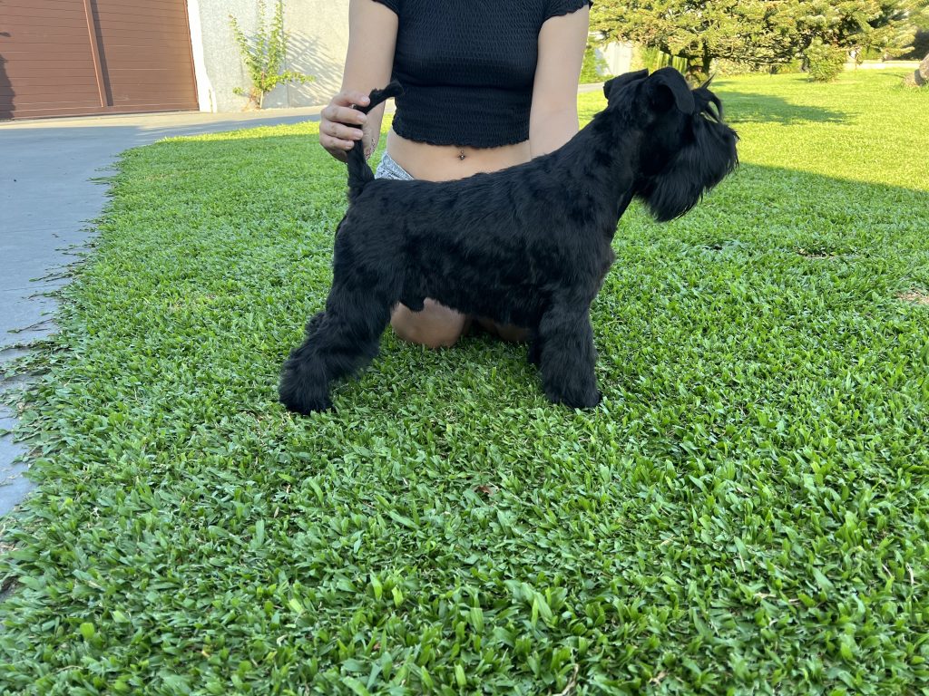 Foto perro pequeño Schnauzer