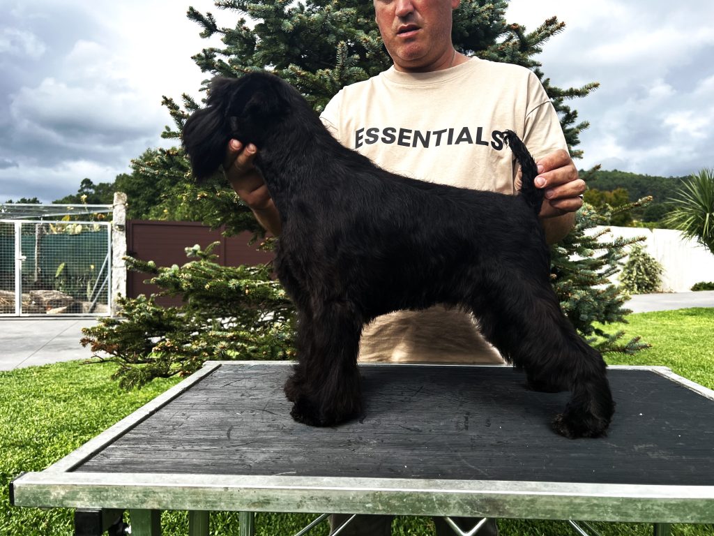 Foto perro Schnauzer Valia