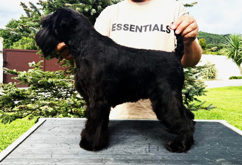 Foto Schnauzer negro pequeño