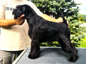 Foto perro Schnauzer pequeño