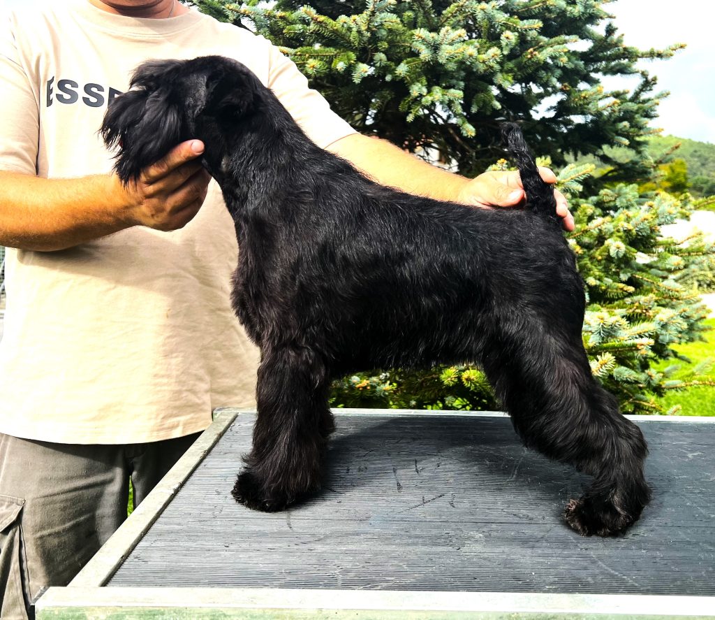 Zeika Schnauzer