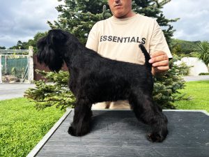 Schnauzer negro