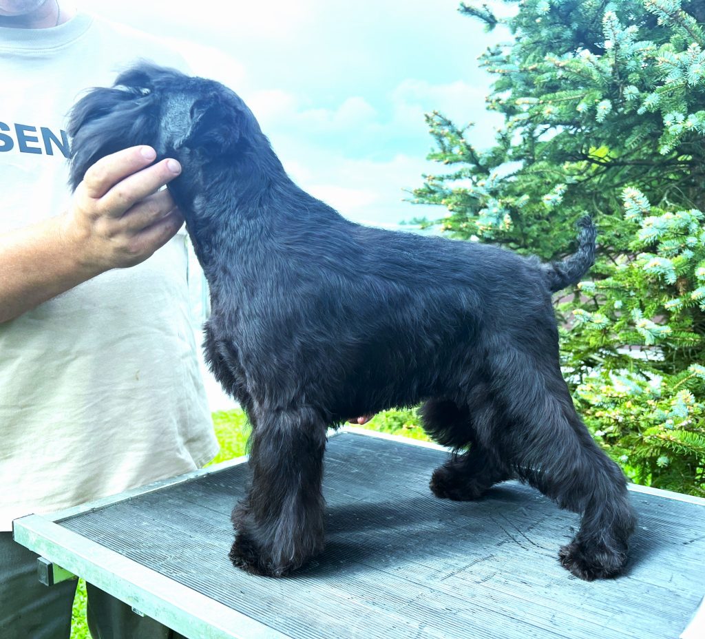 Foto Criadero de Schnauzer