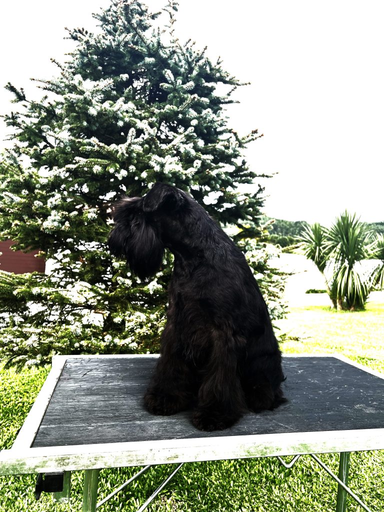 Foto Perro Schnauzer negro criadero