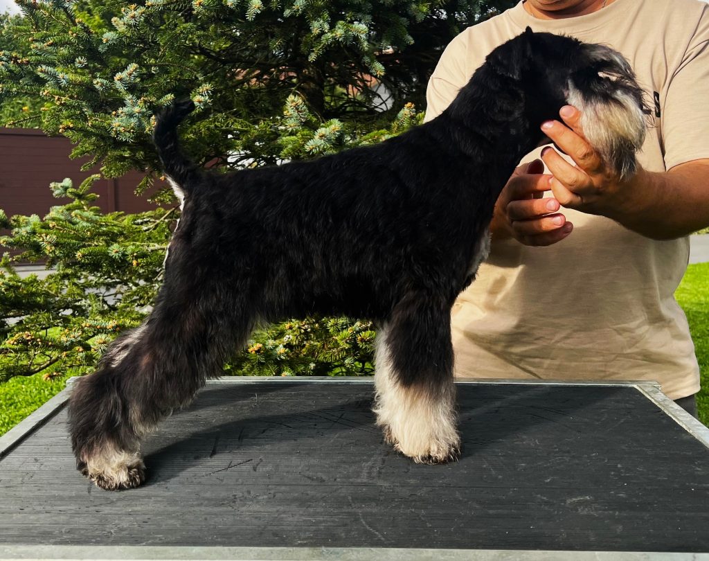 Foto Schnauzer negro pequeño