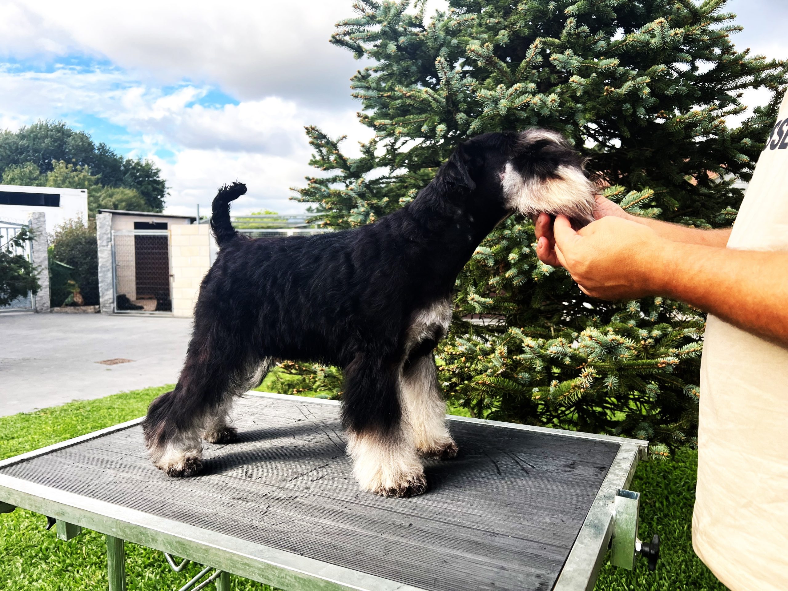 Foto Schnauzer Venecia