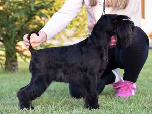 Foto perro negro Schnauzer