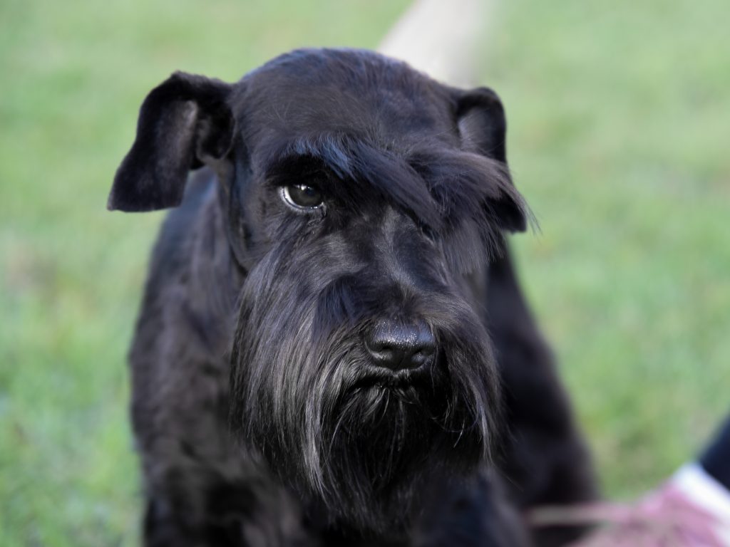 Foto de nuestro Criadero Schnauzer