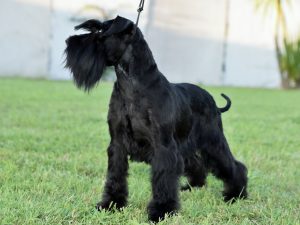 Foto Schnauzer negro pequeño