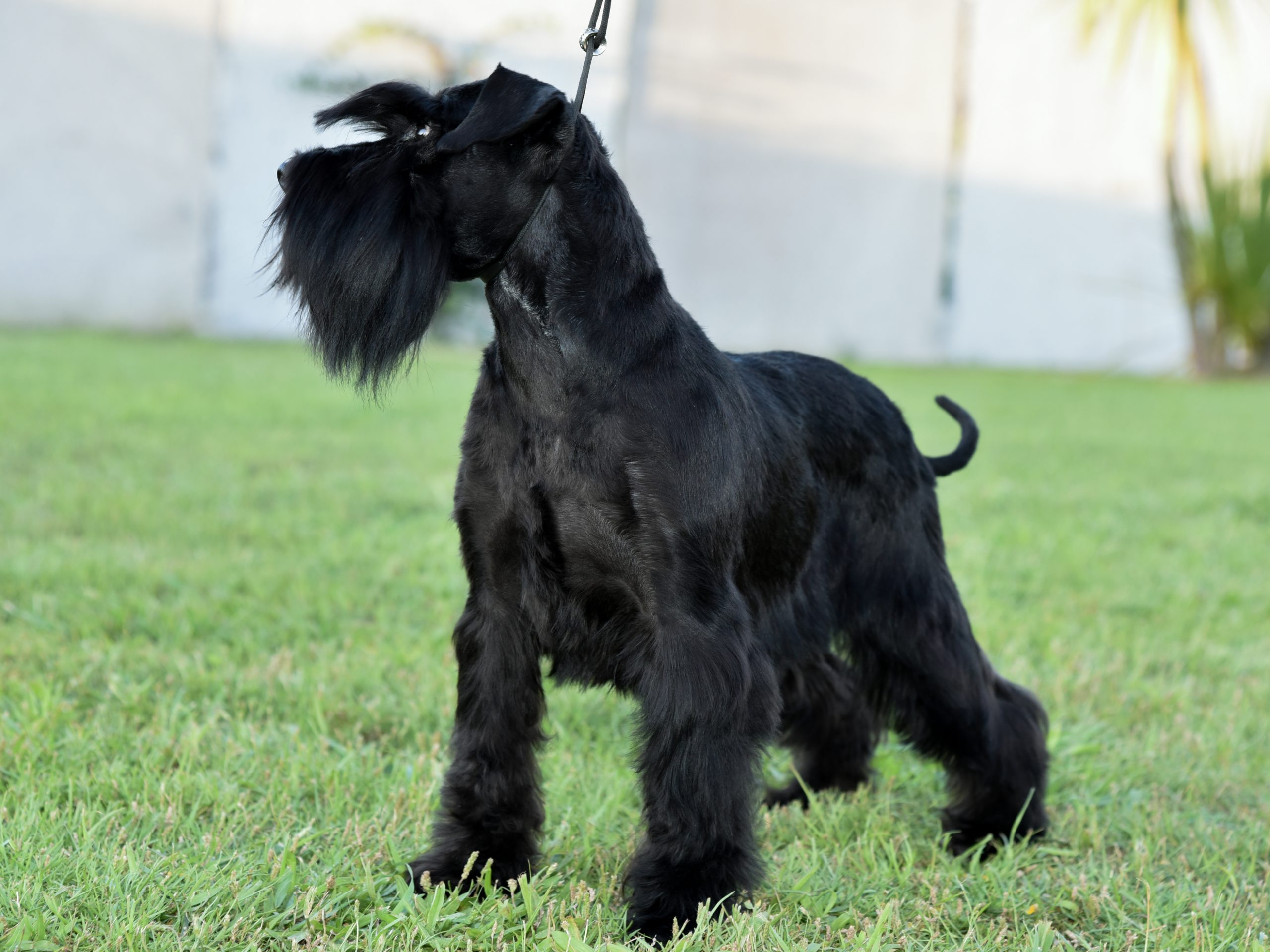 Foto Schnauzer negro pequeño