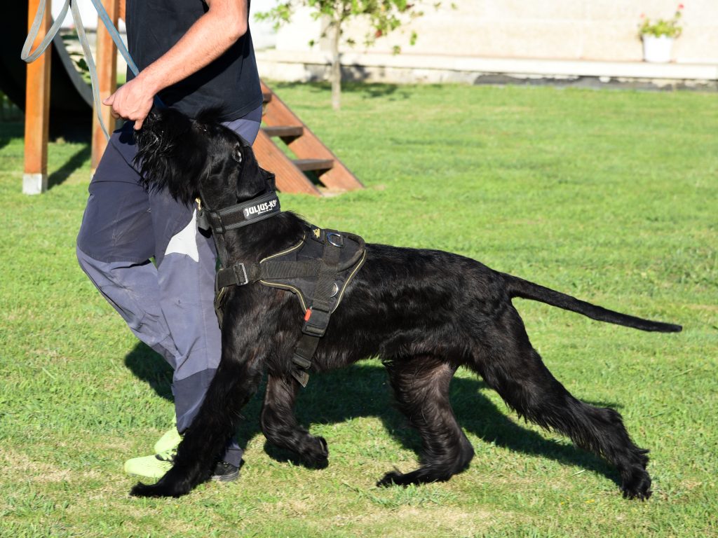 Entrenamiento de Schnauzer Gigante