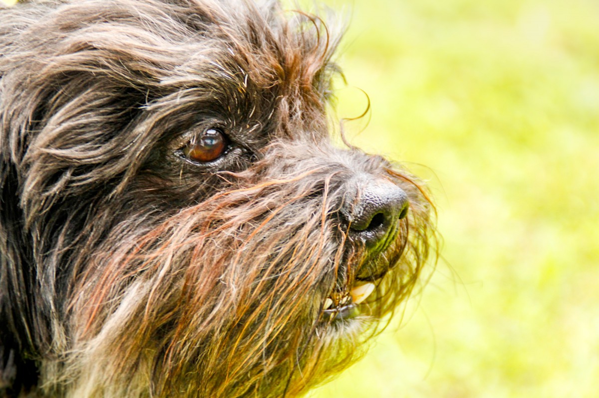 Todo lo que necesitas saber sobre el Schnauzer