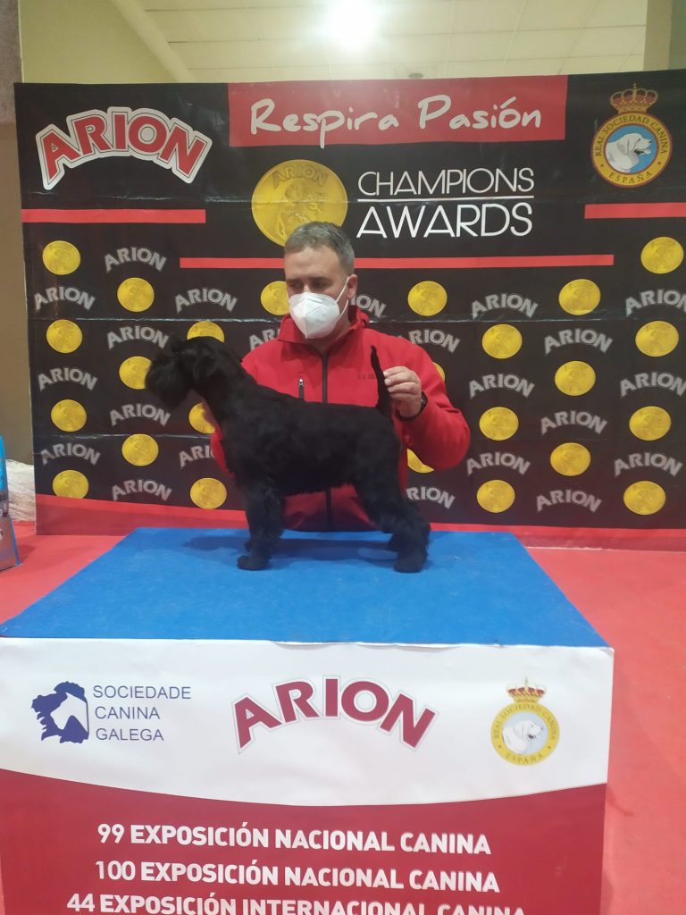 Foto premios Schnauzer en un concurso