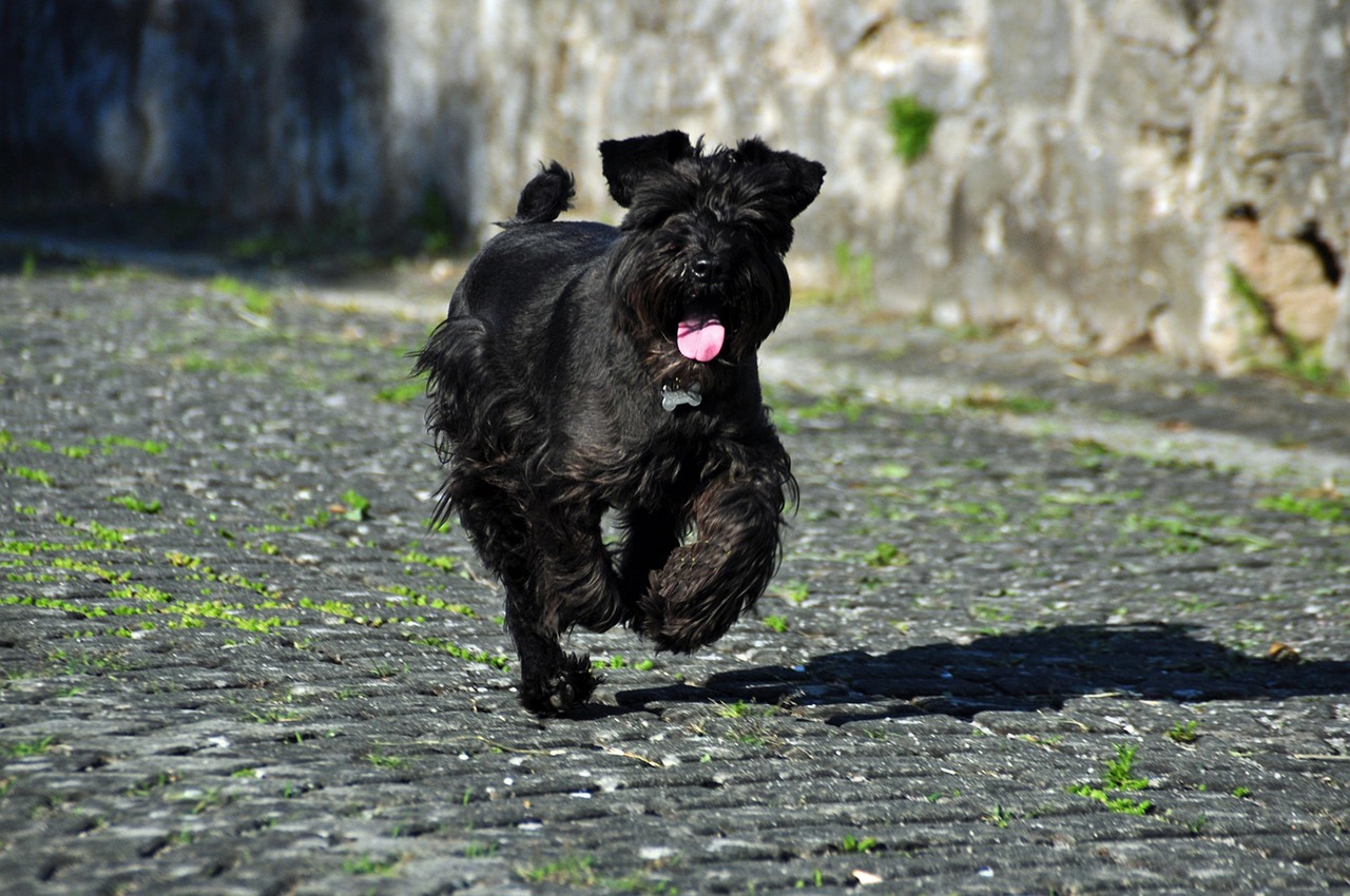 Criadores expertos en Schnauzer