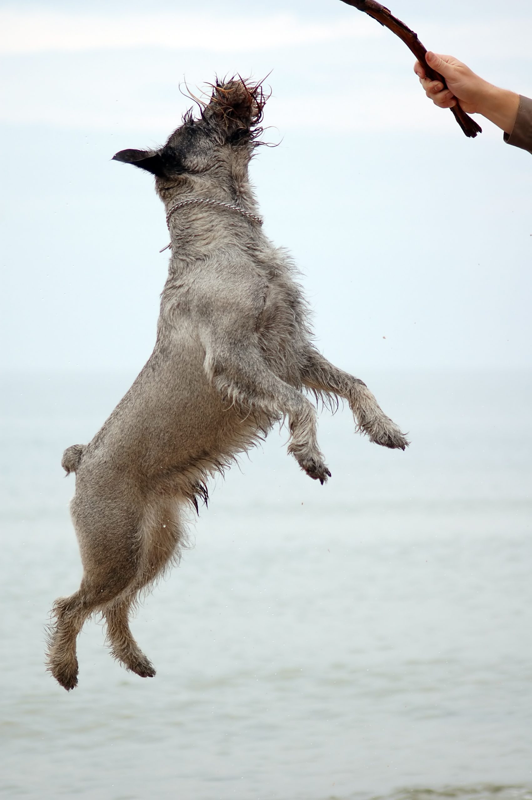 Consigue tu Schnauzer: Encuentra criadores responsables