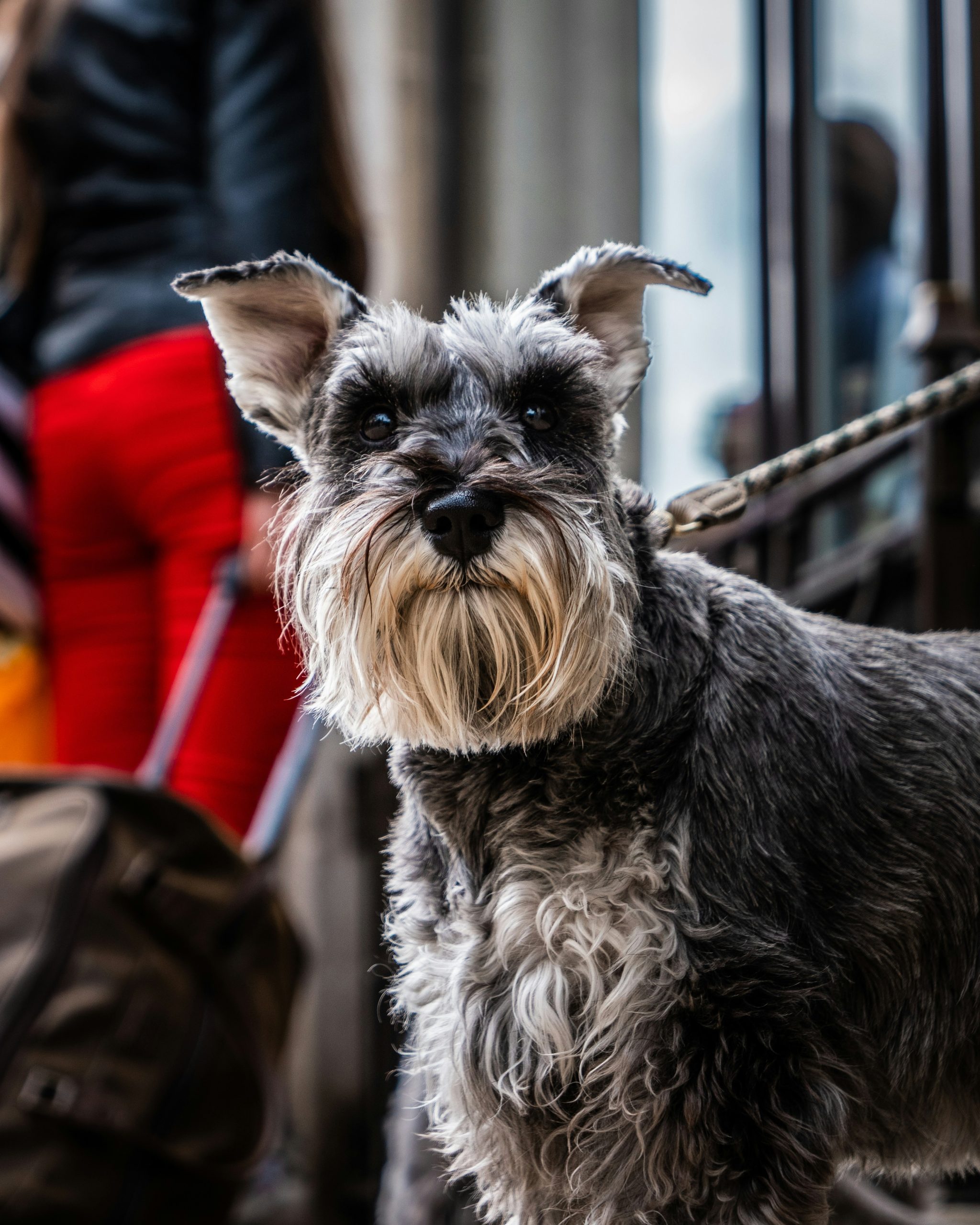 ¿Qué esperar al comprar un Schnauzer?