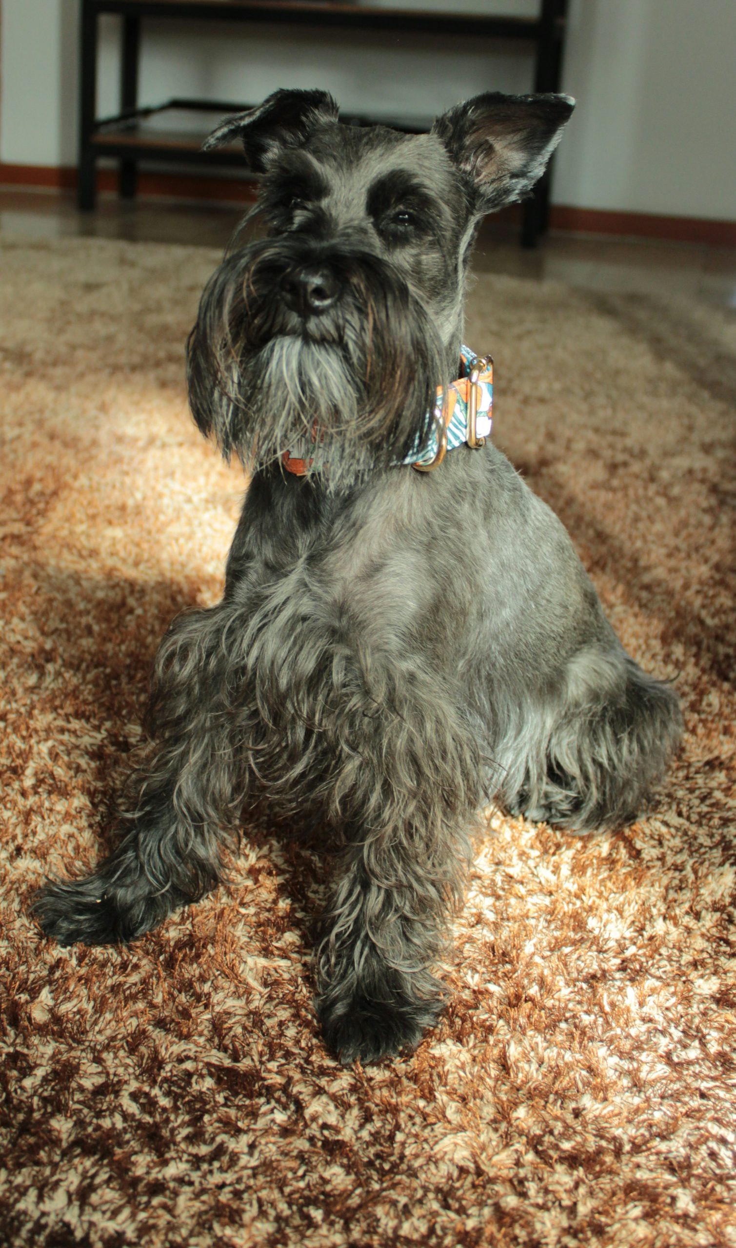 Cómo cuidar tu Schnauzer después de adoptarlo