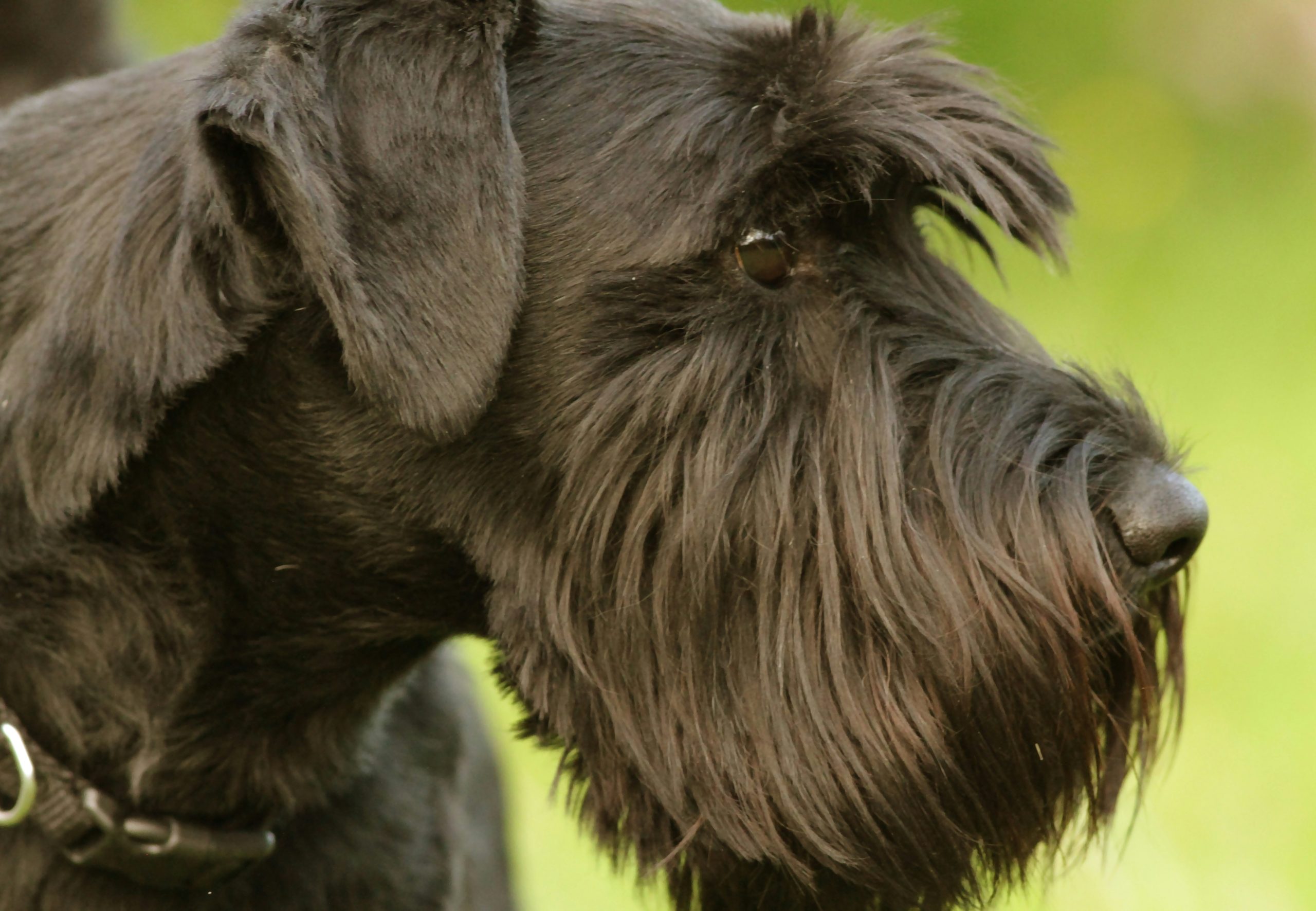 Criadores de Schnauzer: cómo hacer la mejor elección