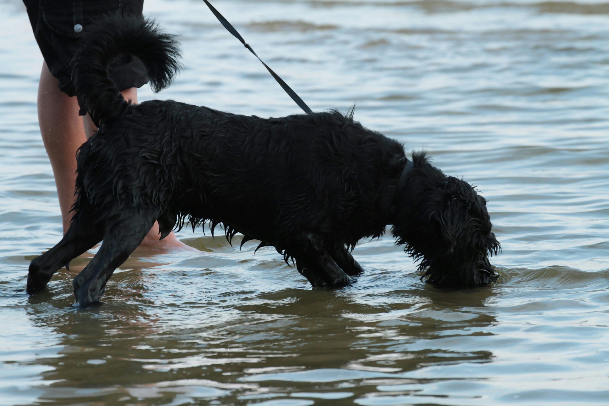 ¿Por qué escoger un Schnauzer?