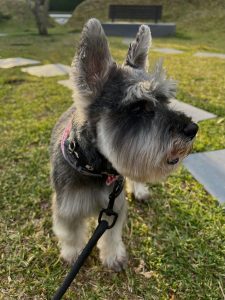 Todo sobre la raza Schnauzer