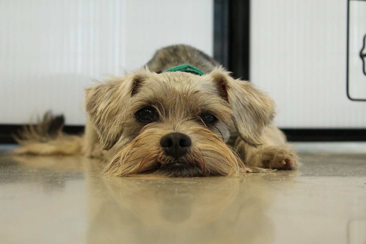 Problemas de salud comunes en Schnauzer Miniatura y cómo prevenirlos