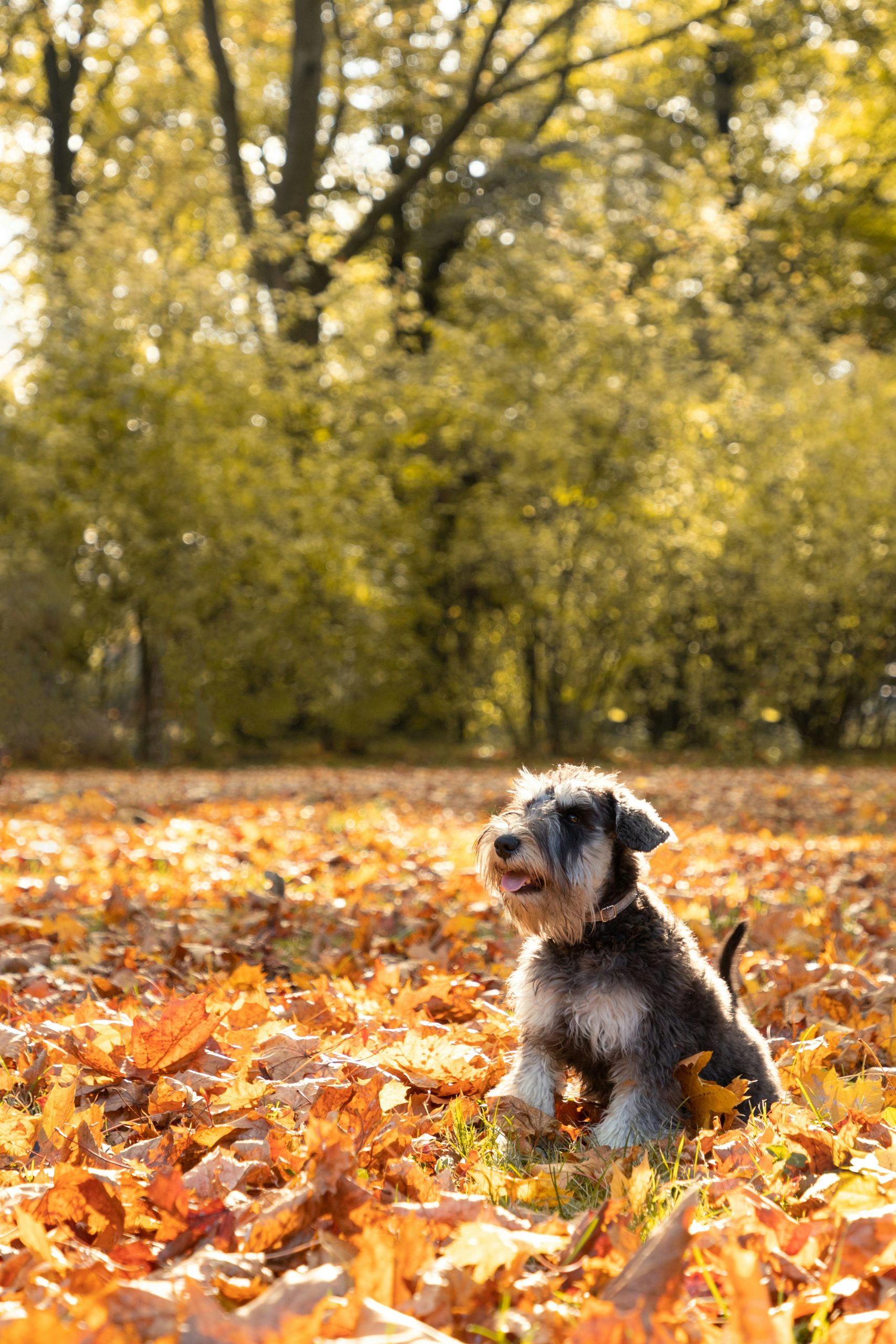Adoptar un Schnauzer: factores a considerar