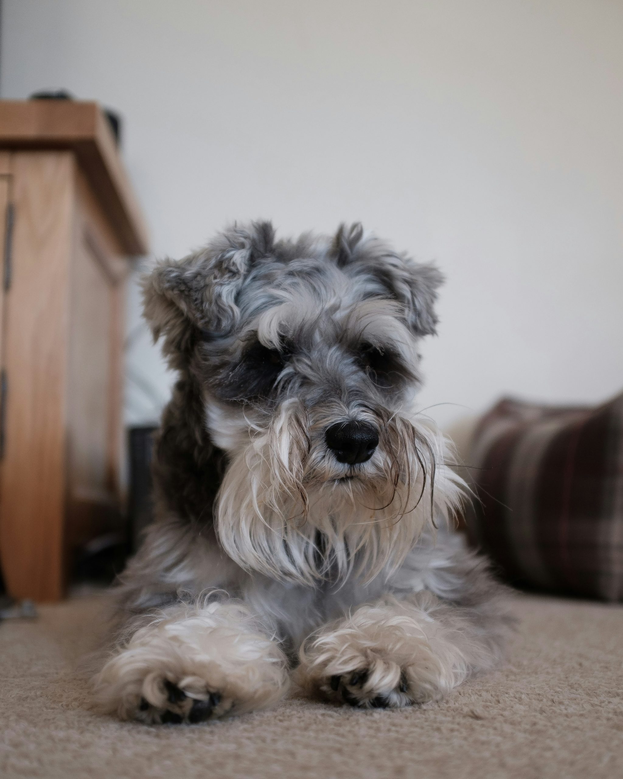 Criadores de Schnauzer: cómo encontrar uno de confianza
