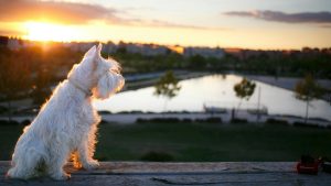 Guía para encontrar un Schnauzer Miniatura