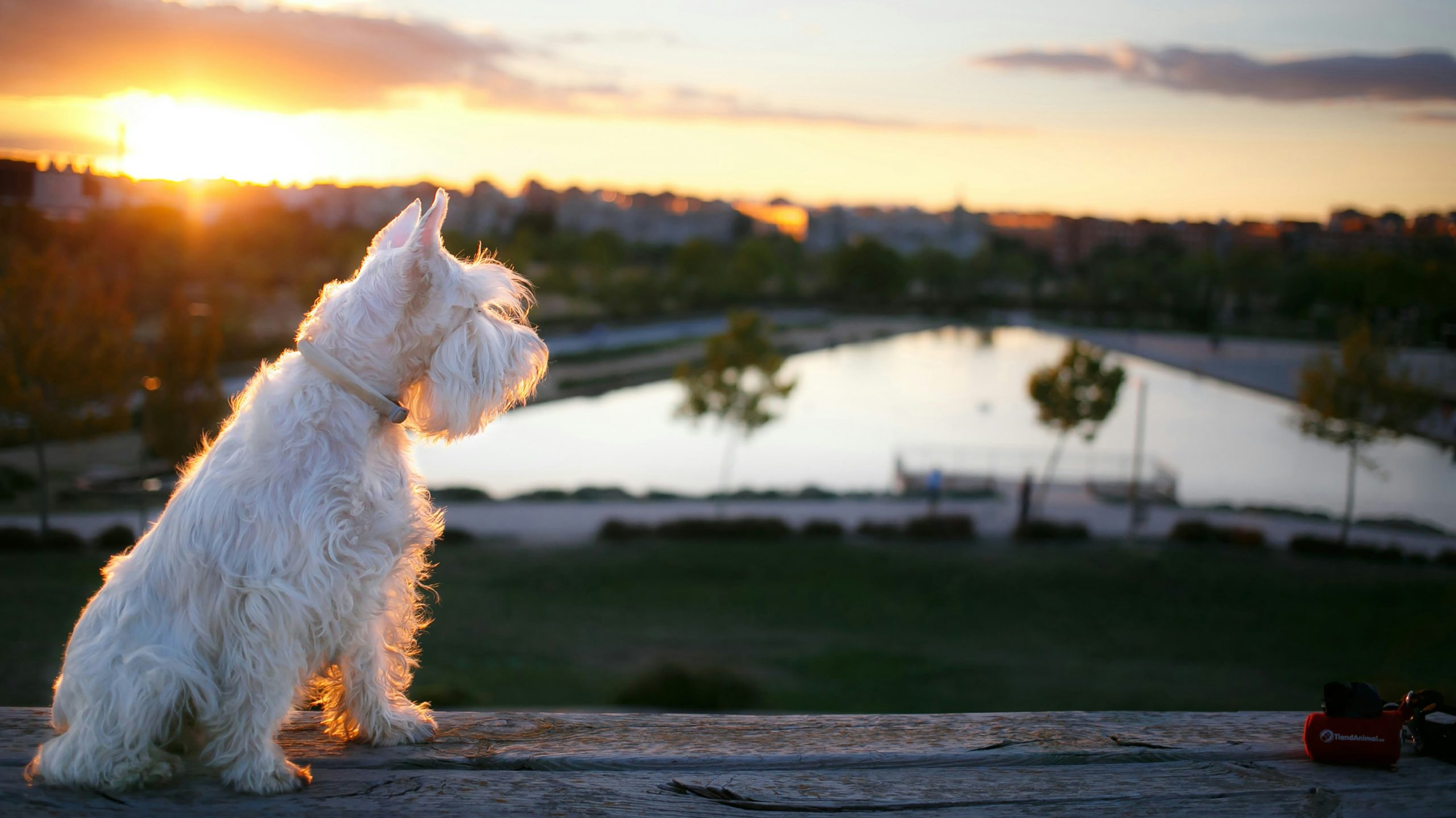 Guía para encontrar un Schnauzer Miniatura