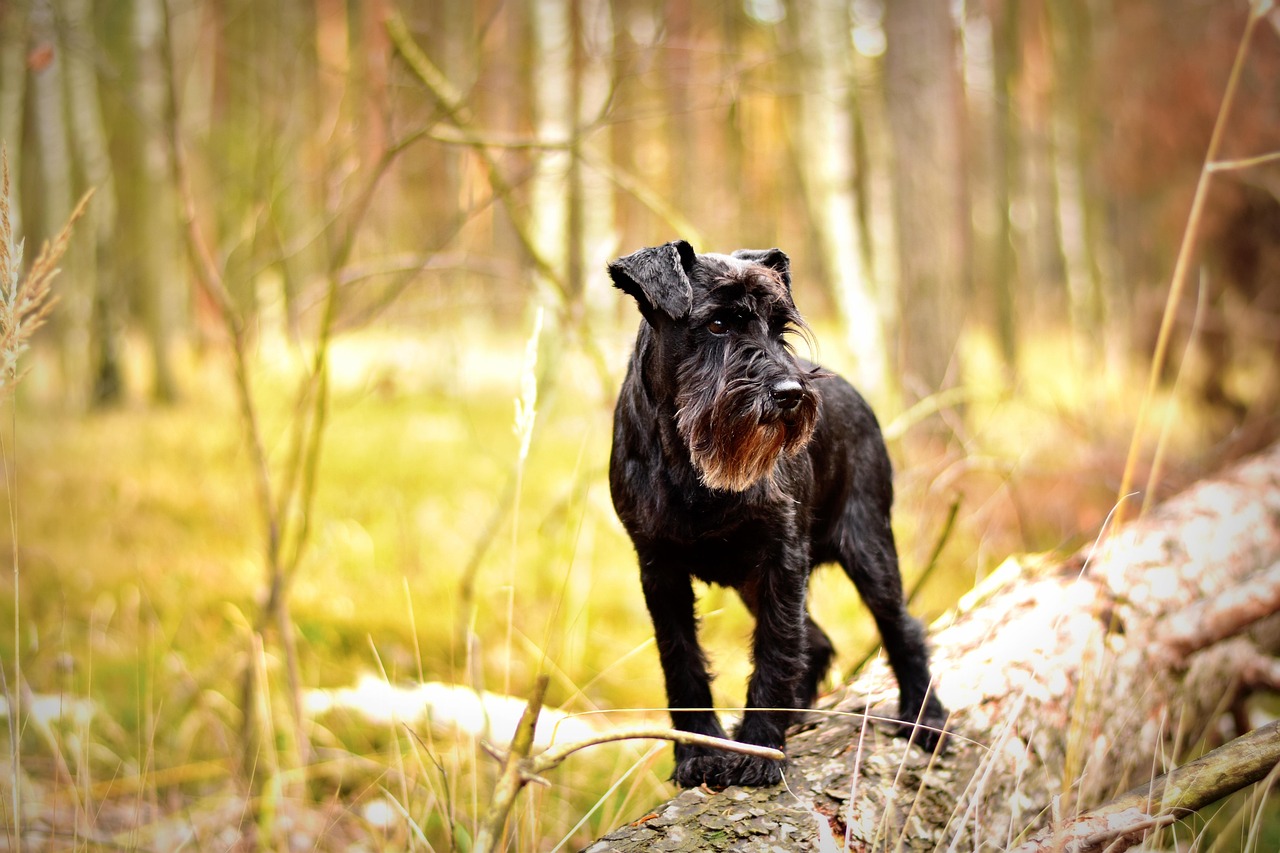 Schnauzers de calidad lo que debes buscar en un criador